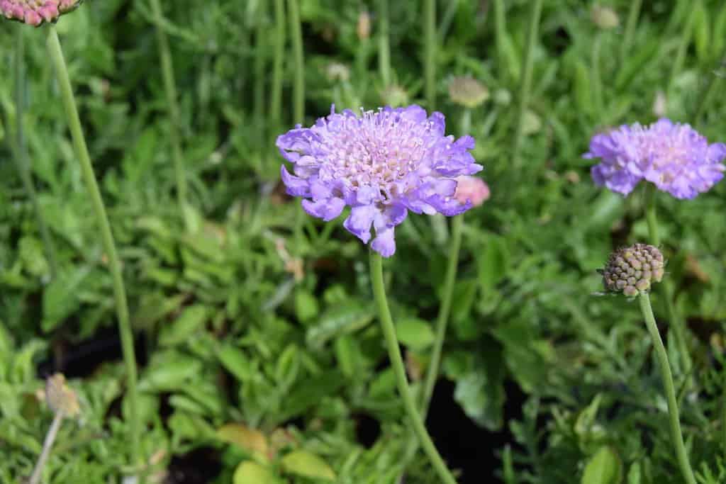 Scabiosa 'Butterfly Blue' ---